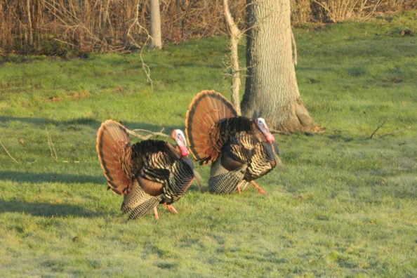 Turkey Grand Slam: All the Species Needed to Accomplish the Goal