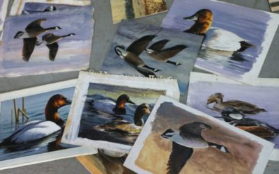 U.S. Fish and Wildlife Service Removes Hunting Theme Mandate for Annual Duck Stamp Art Contest