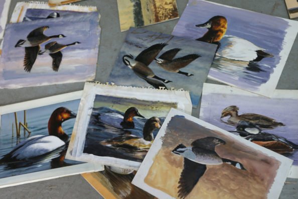 U.S. Fish and Wildlife Service Removes Hunting Theme Mandate for Annual Duck Stamp Art Contest