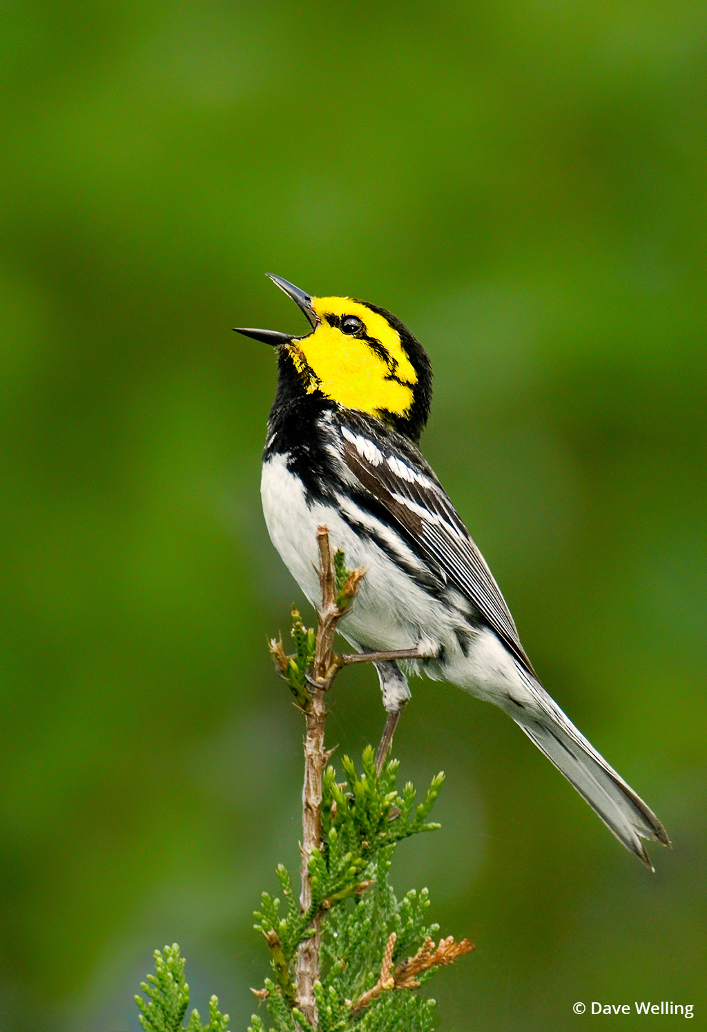 Image of a golden-cheeked warbler.