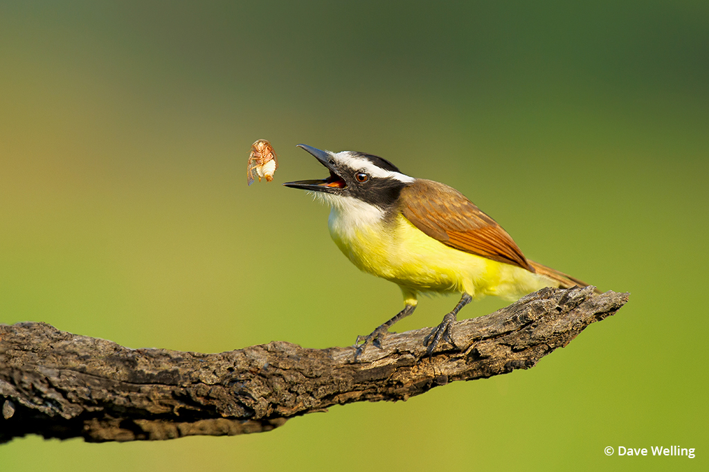 Image of a great kiskadee