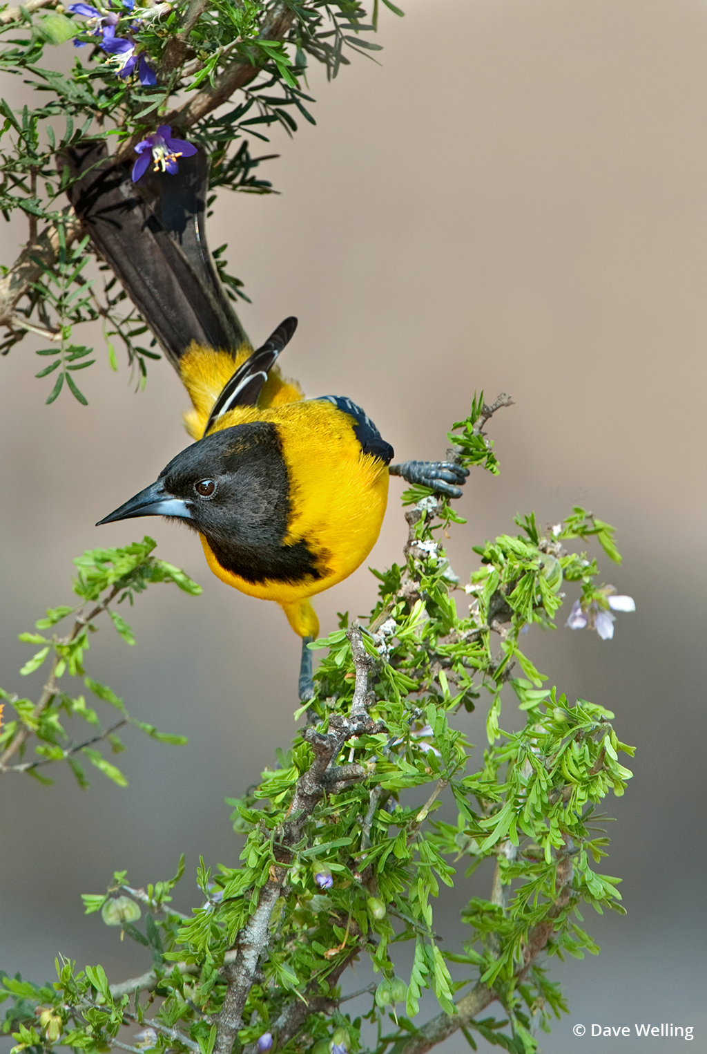 Unique Texas wildlife: Image of an Audubon’s oriole