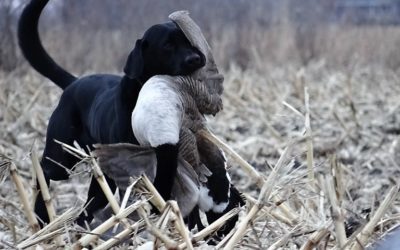 Why Hunting Is So Important