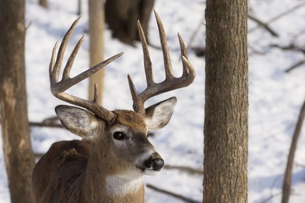 Wisconsin Deer Hunting: Everything Hunters Need to Know