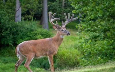 3 Best Deer Hunting States for Beginner Bowhunters