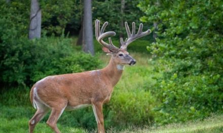 3 Best Deer Hunting States for Beginner Bowhunters