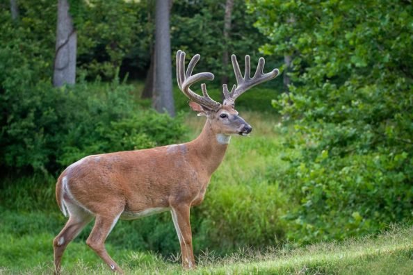 3 Best Deer Hunting States for Beginner Bowhunters