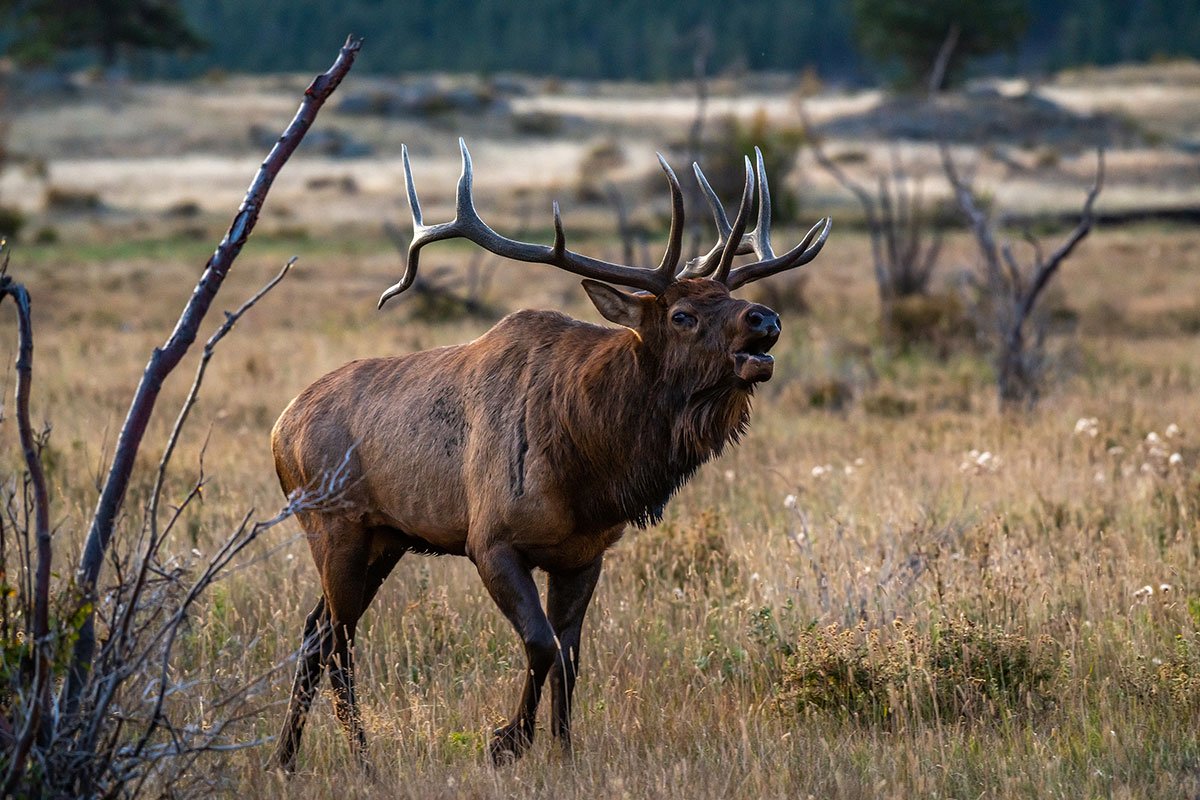 elk