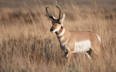 4 Public Land Hunts That Should Be on Everyone’s Bucket List