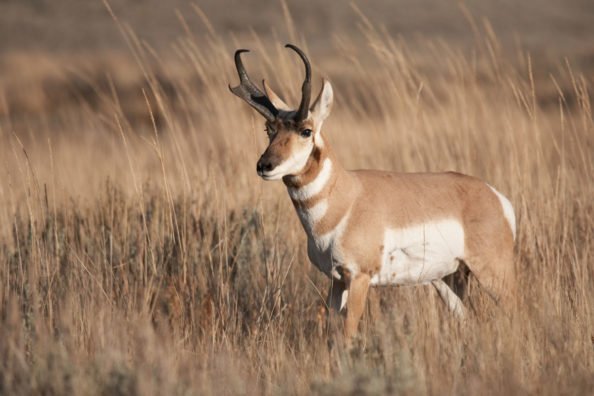 4 Public Land Hunts That Should Be on Everyone’s Bucket List