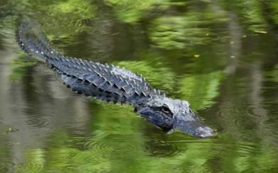7 Things You May Need to Have a Successful Gator Hunt