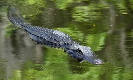 7 Things You May Need to Have a Successful Gator Hunt