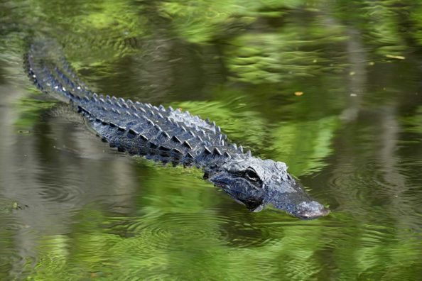 7 Things You May Need to Have a Successful Gator Hunt