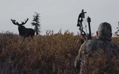 Alaskan Moose Bowhunt Gets Up Close and Personal With Giant Bull
