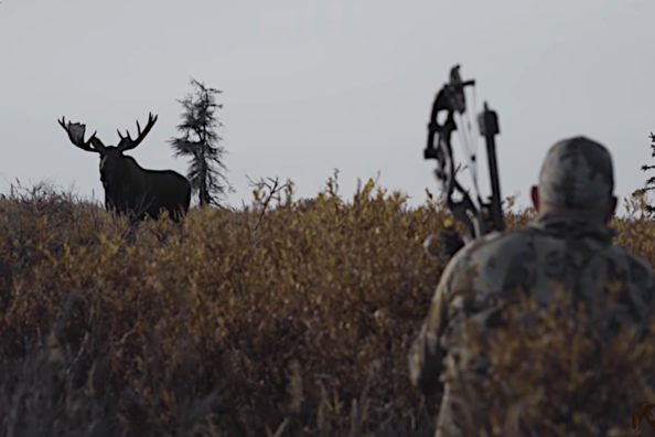 Alaskan Moose Bowhunt Gets Up Close and Personal With Giant Bull