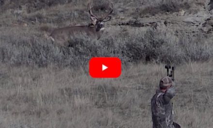 Bowhunter Successfully Spots and Stalks Big Mule Deer Despite a Lack of Cover