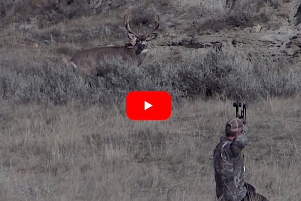 Bowhunter Successfully Spots and Stalks Big Mule Deer Despite a Lack of Cover