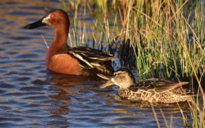 Cinnamon Teal: The Early Season Waterfowling Favorite