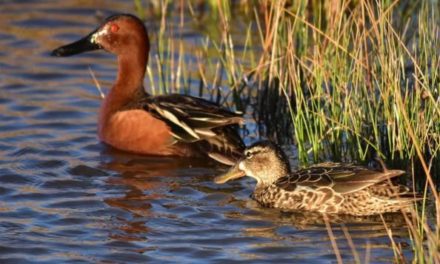 Cinnamon Teal: The Early Season Waterfowling Favorite