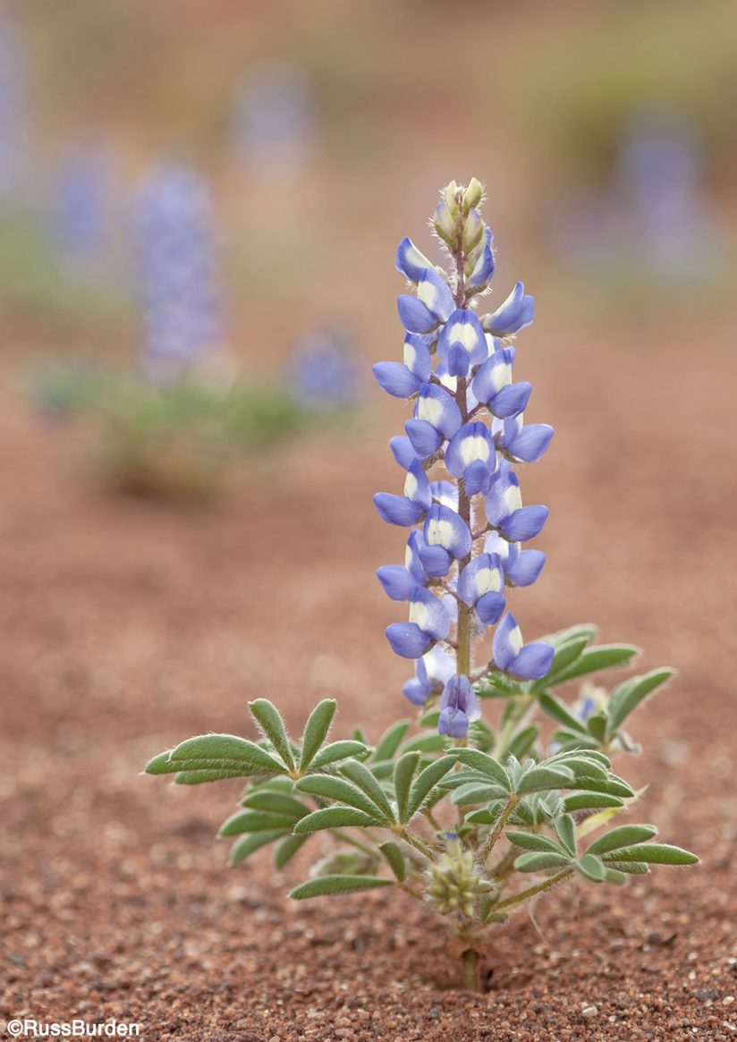 Plant in bloom