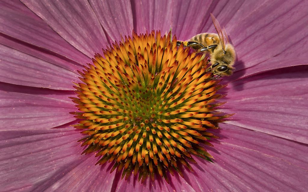 Close-Up And Macro Photography