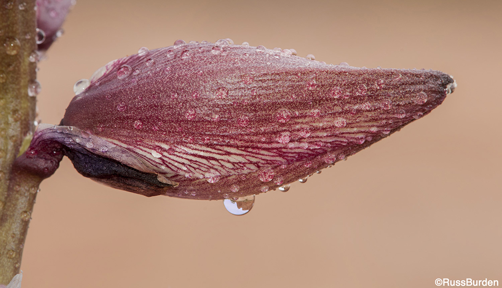 Macro photography of a petal