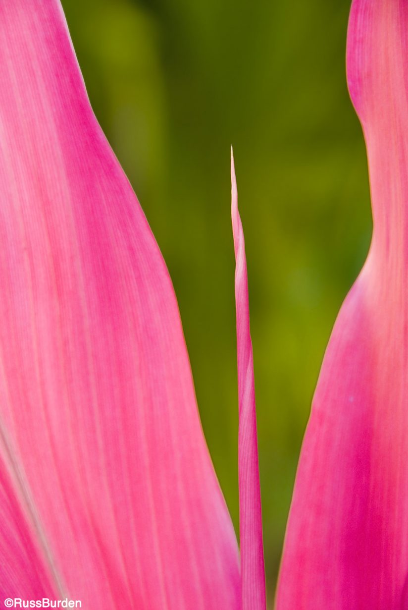 Macro photography of a flower