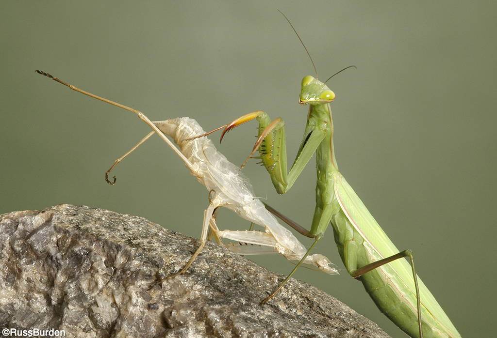 Praying mantis on a rock