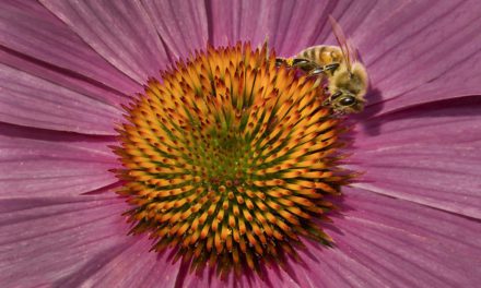 Close-Up And Macro Photography