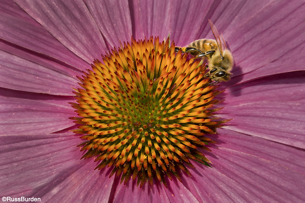 Macro photography of a bee on a flower