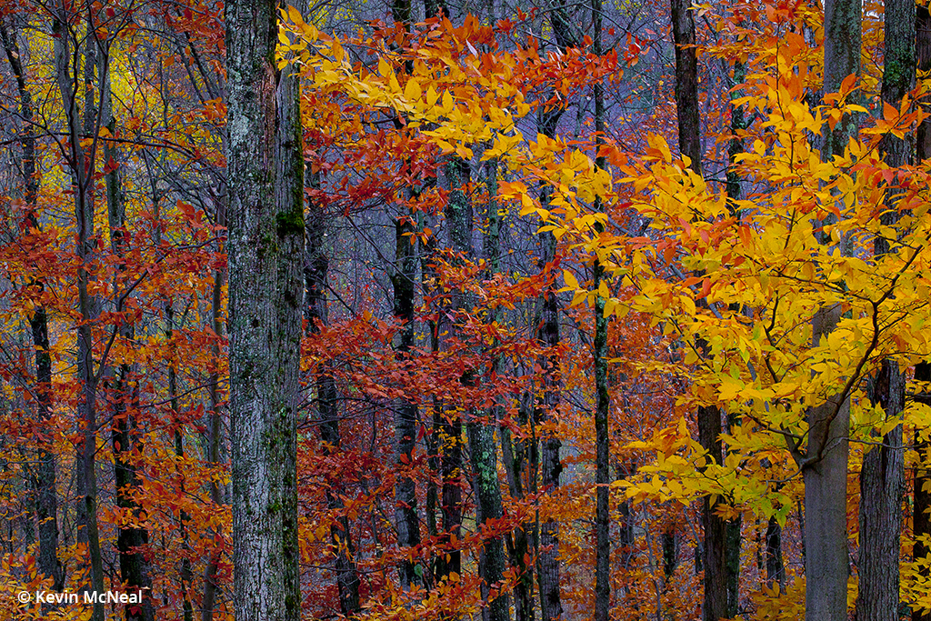 Fall photography in Quebec