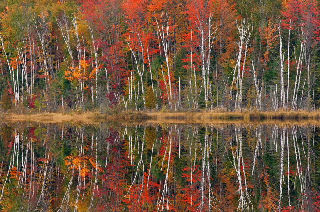 Image of colorful trees in autumn