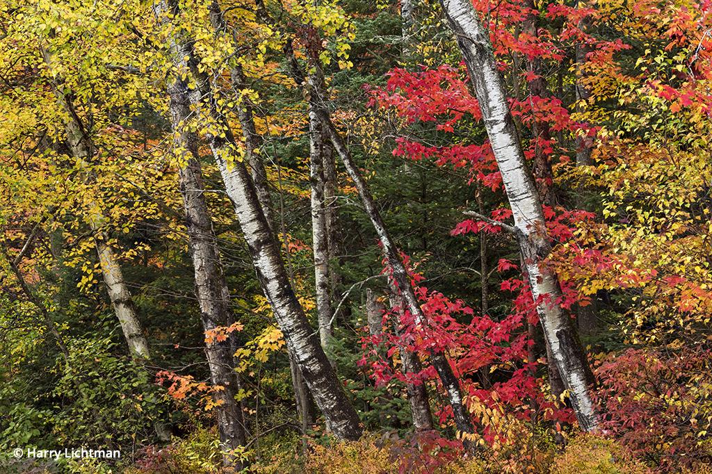 White Mountains for fall color: birches and maples