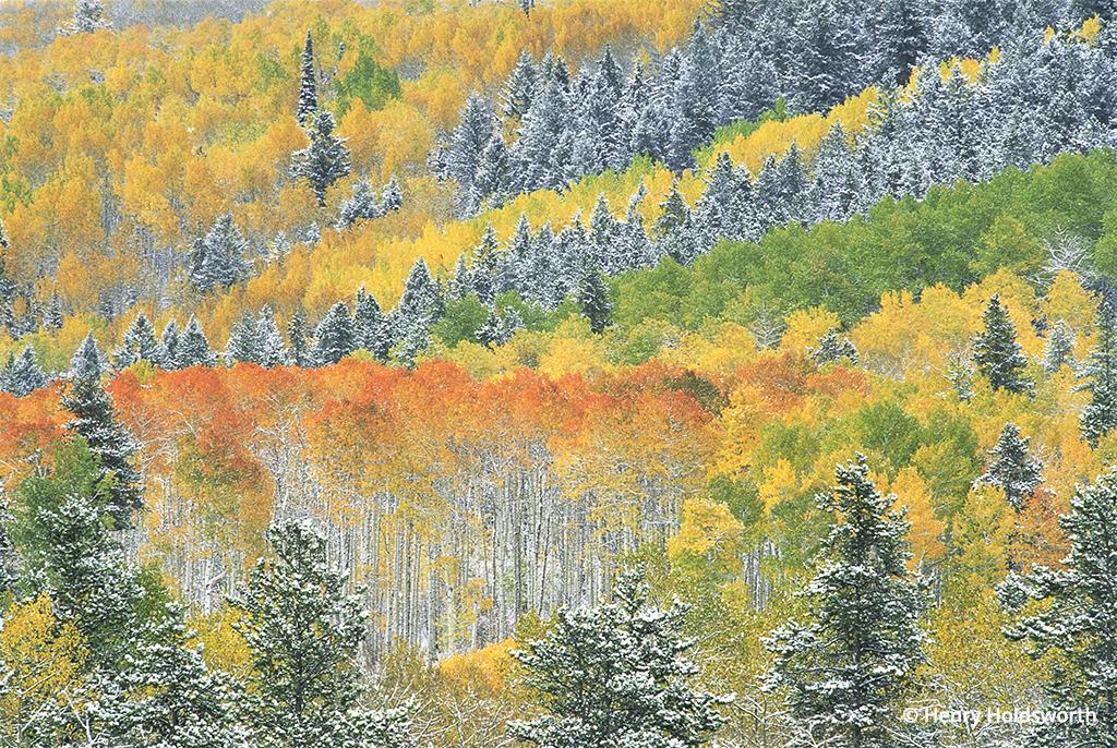 Grand Teton fall color, aspens, evergreens and snow
