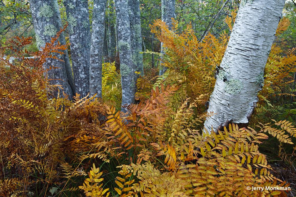 Autumn In The Northeast - Acadia National Park