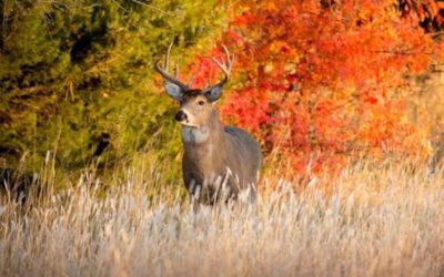 Kansas Hunting Seasons: All There is to Know and Check For Before You Go