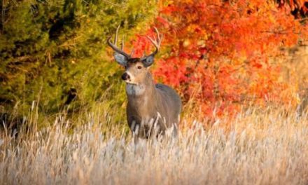 Kansas Hunting Seasons: All There is to Know and Check For Before You Go