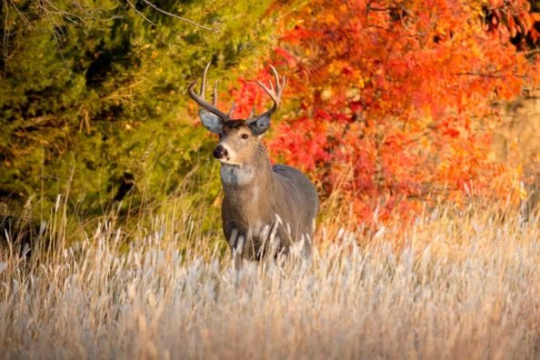 Kansas Hunting Seasons: All There is to Know and Check For Before You Go