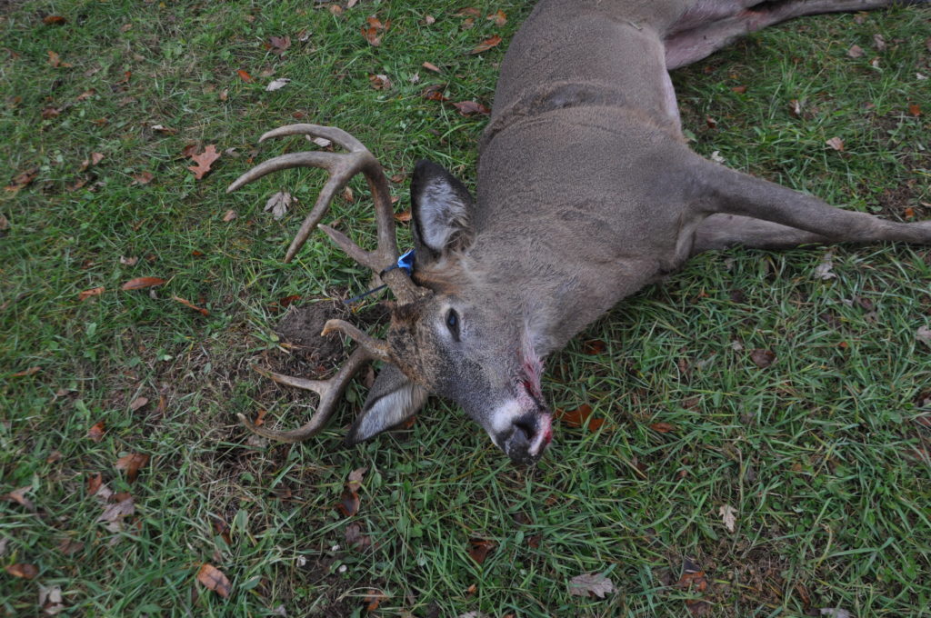 Michigan's Deer Combo License Explained and DeMystified Outdoor