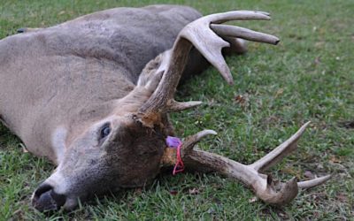 Michigan’s Deer Combo License Explained and De-Mystified