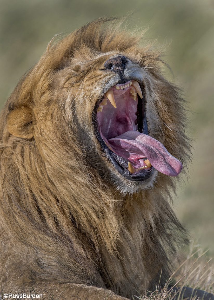 Wildlife portrait with action