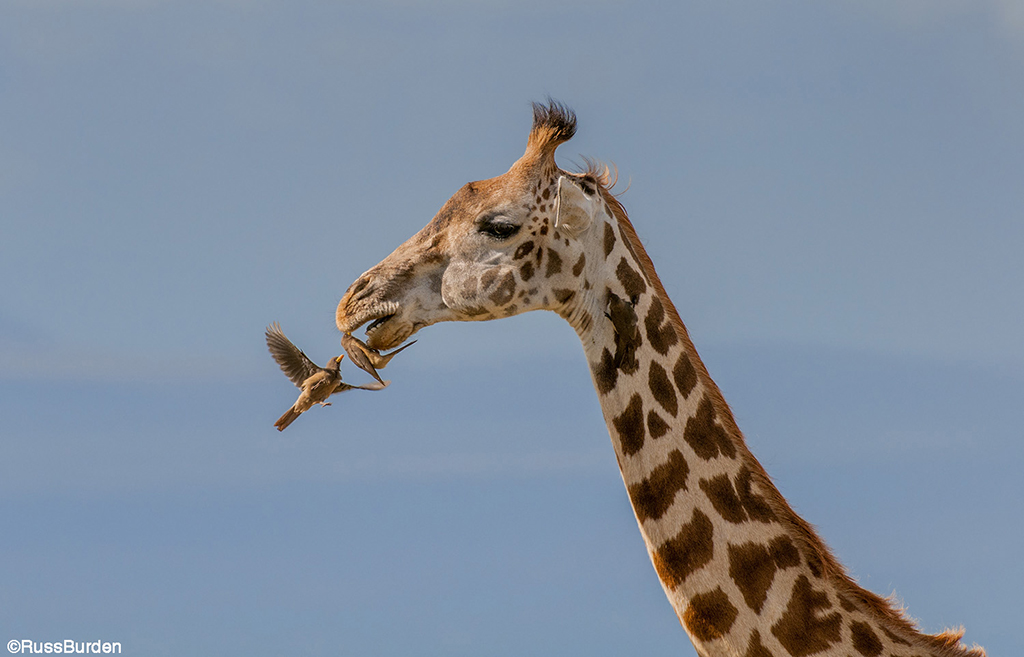 Wildlife portrait with interaction