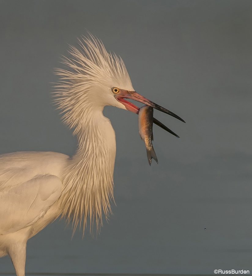 Wildlife portrait with behavior