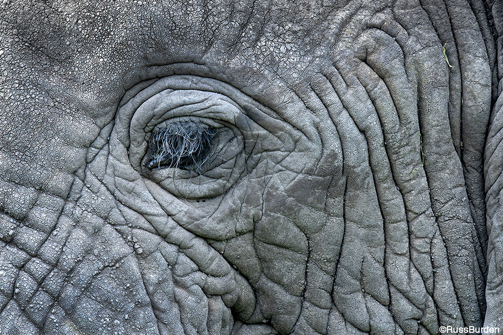 Wildlife portrait with tight crop