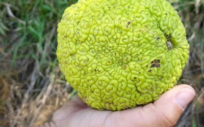 Nebraska Oranges