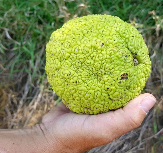 Nebraska Oranges