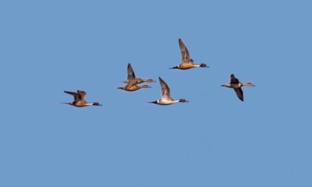 Northern Pintail: The Distinguishable Duck Species