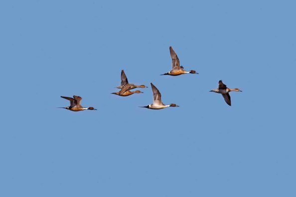 Northern Pintail: The Distinguishable Duck Species