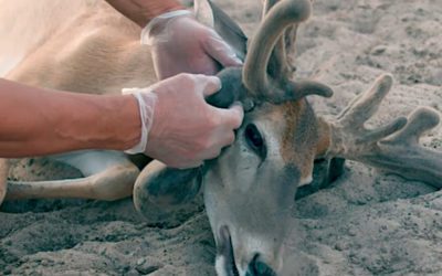 Penned Buck Gets Antlers Removed for Safety Due to Infection