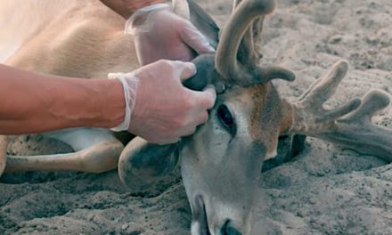 Penned Buck Gets Antlers Removed for Safety Due to Infection